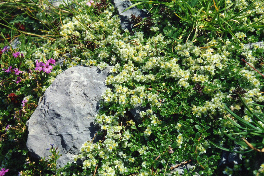 Paronychia kapela ssp serpyllifolia photo